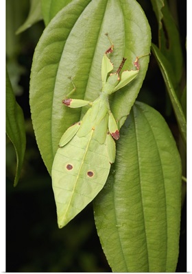 Leaf Insect juvenile camouflaged on leaf, Sarawak, Borneo, Malaysia
