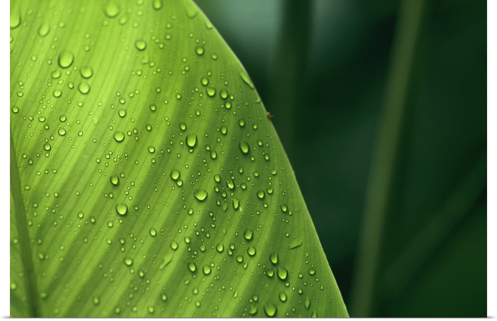 This is a close up photograph of water collecting on a broad tropical leaf and an out of focus background.