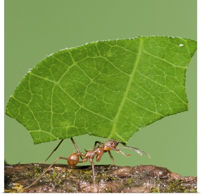 Leafcutter Ant (Atta sp) carrying leaf, Costa Rica