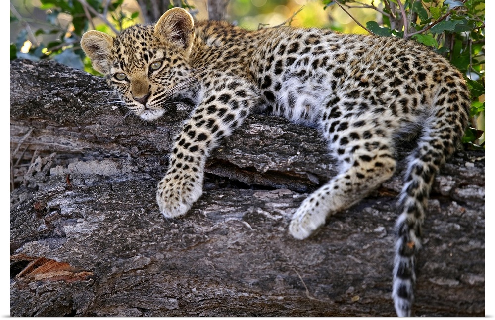 Leopard cub resting in tree in Botswana.