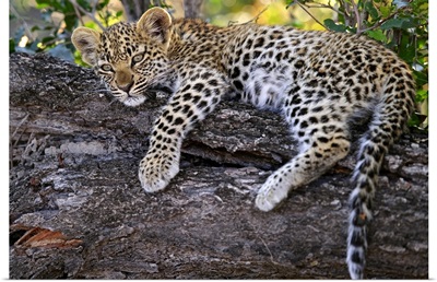Leopard (Panthera pardus) cub resting in tree, Botswana