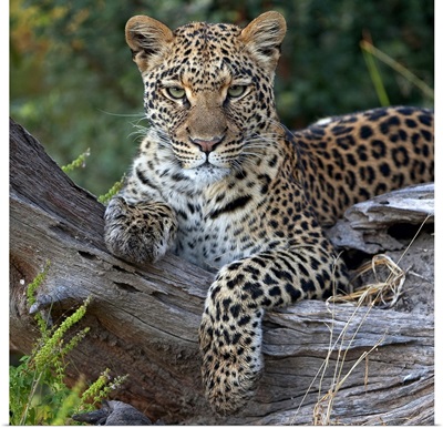 Leopard (Panthera pardus) resting, Botswana