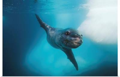Leopard Seal, Antarctic Peninsula, Antarctica