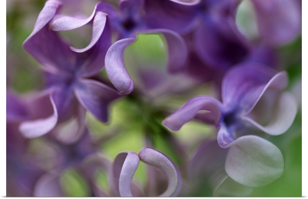 Up-close photograph of pastel colored flowers.