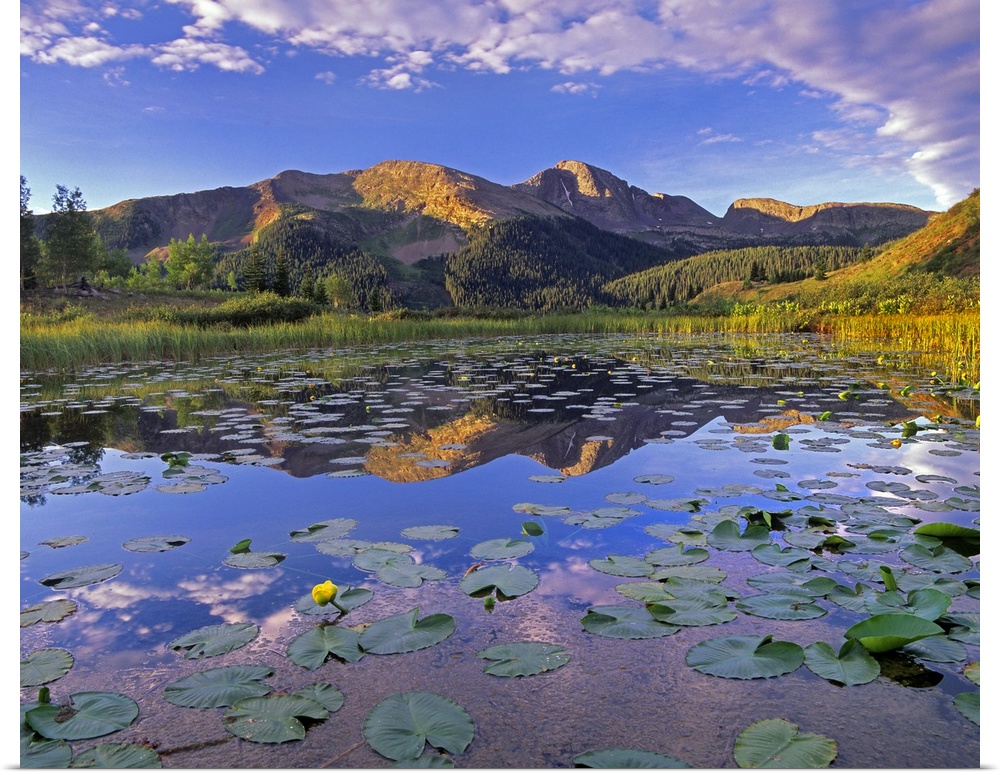Small lily pads lay on the surface of water where there is a reflection of mountains from the background.