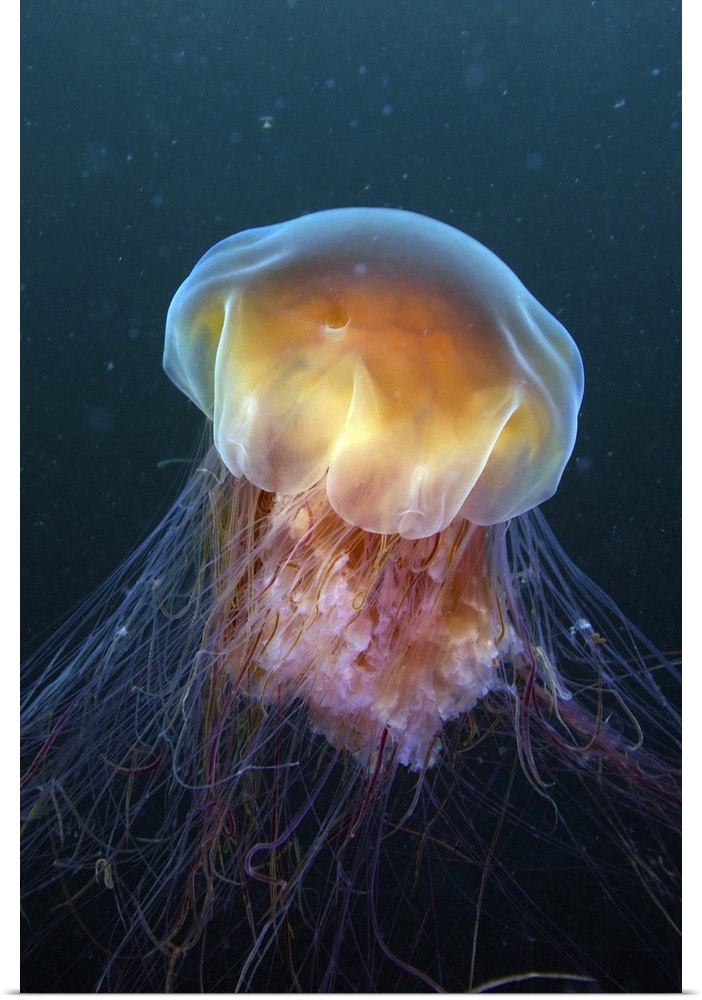 Lion's Mane jellyfish, Prince William Sound, Alaska.