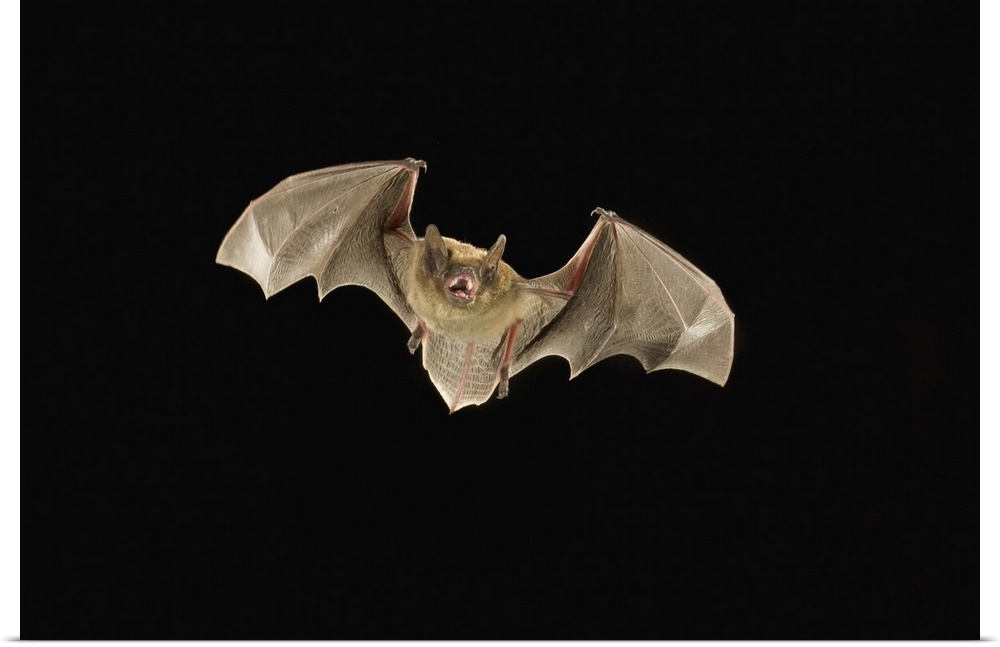 A arizona myotis (Myotis occultus) bat, in flight at night. Coconino National Forest, Arizona.