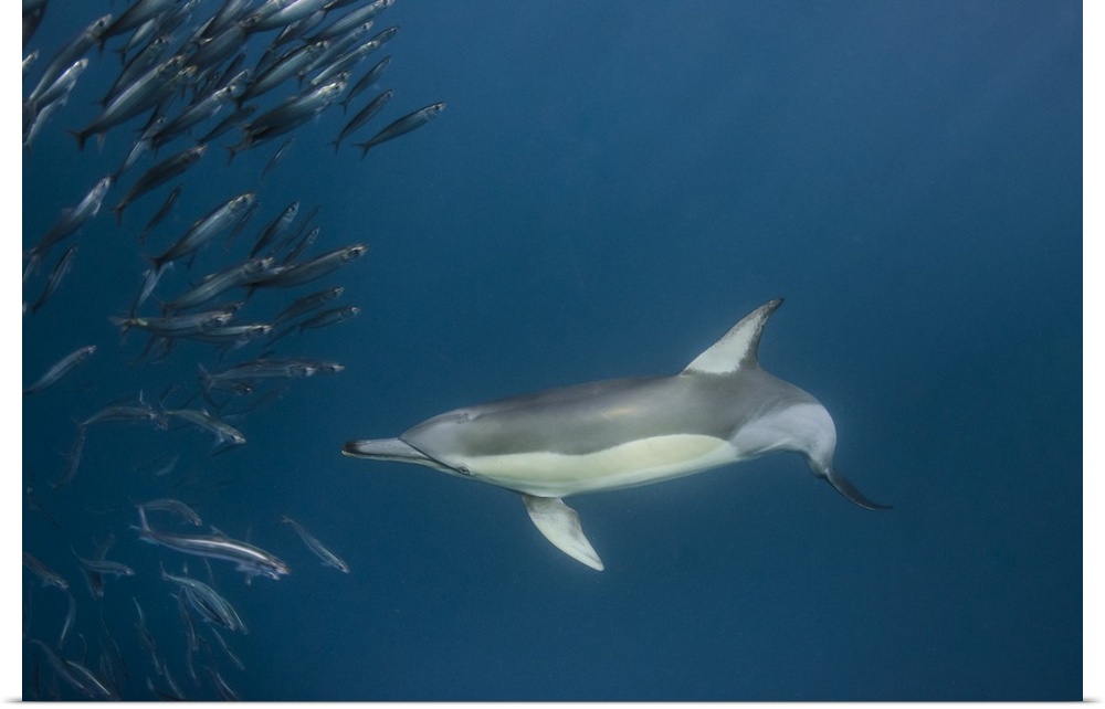 Long-beaked common dolphin (Delphinus capensis).Feeding in Sardine run, (Sardinops sagax).Eastern Cape.SOUTH AFRICA