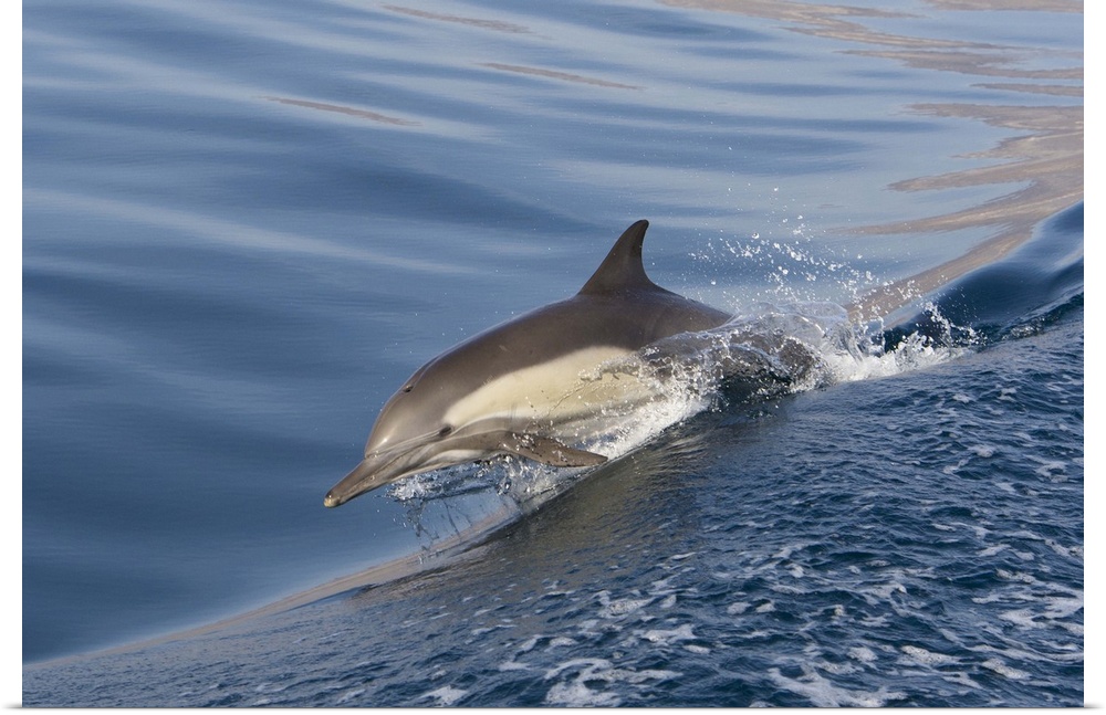 Long-Beaked Common Dolphin Delphinus capensisBaja California, Mexico