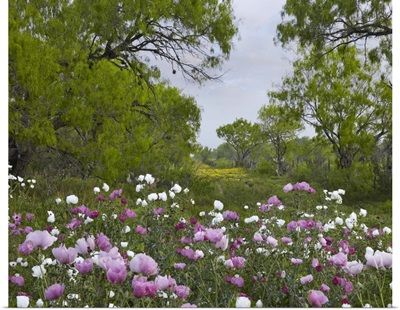 Long Pricklyhead Poppy (Papaver argemone) field near Christine, Texas
