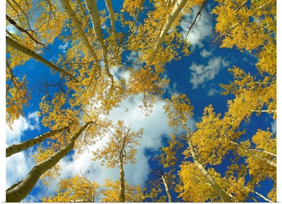 Looking up at blue sky through a canopy of fall colored Aspen trees Colorado