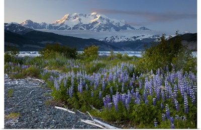 Lupine (Lupinus sp) flowers and Mount Saint Elias, Alaska