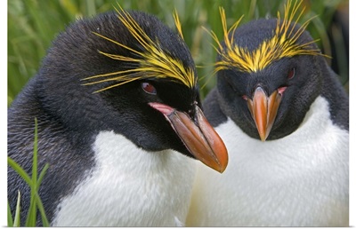 Macaroni Penguin pair, Cooper Bay, South Georgia Island