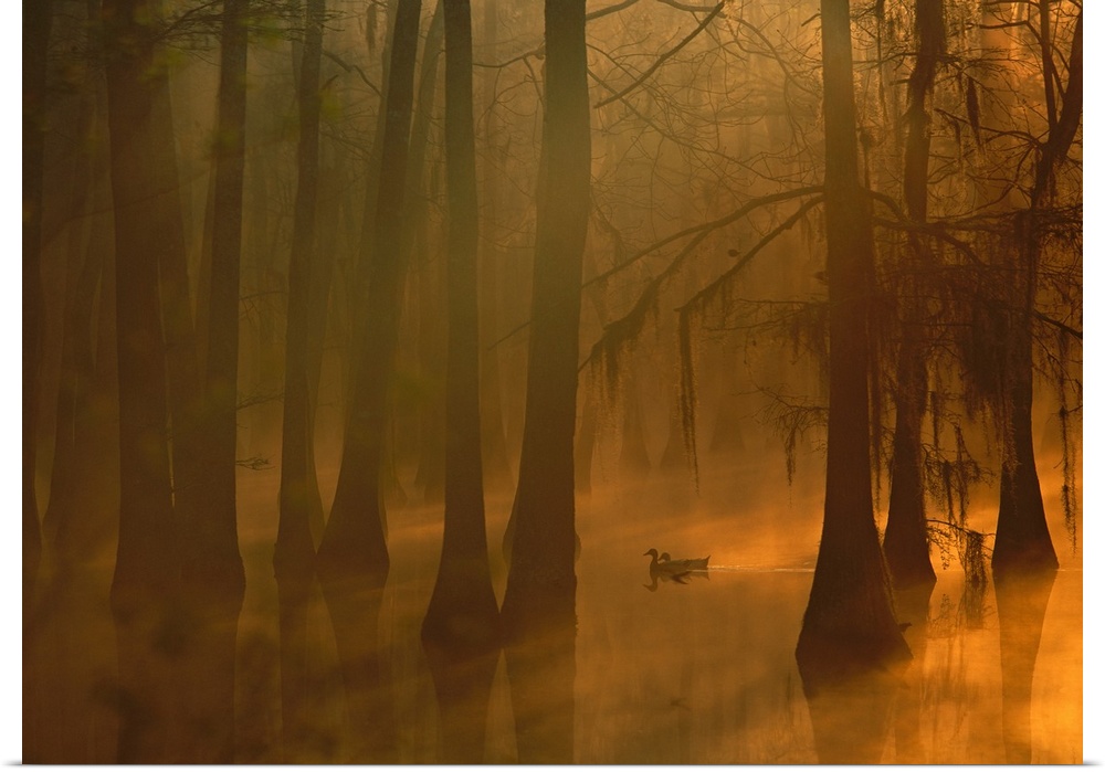 A pair of mallard ducks swims, weaving in and out of large cypress trees, in a foggy water filled swamp as the sunlight co...