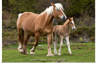 Mare and Foal in Meadow Pyrenees France