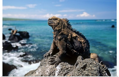 Marine Iguana basking on coastal rocks, Isabella Island, Galapagos Islands, Ecuador