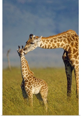 Masai Giraffe (Giraffa camelopardalis tippelskirchi) mother and young, Kenya