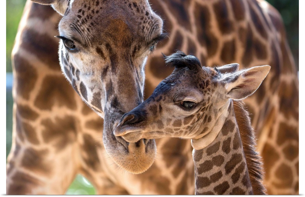 Masai Giraffe (Giraffa camelopardalis tippelskirchi) mother and calf, native to Africa.