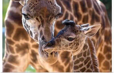 Masai Giraffe mother and calf, native to Africa