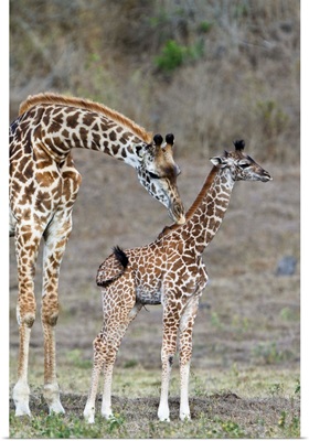 Masai Giraffe mother cleaning calf, Arusha National Park, Tanzania