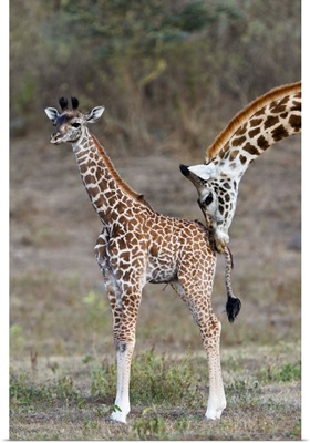 Masai Giraffe mother nuzzling calf, Arusha National Park, Tanzania