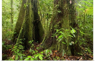 Meranti trees in lowland rainforest, Tawau Hills Park, Sabah, Borneo, Malaysia