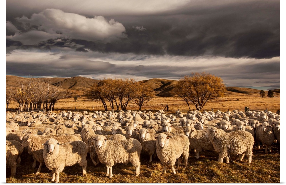 Merino sheep flock in farm yard await crutching, autumn muster under dawn cloudscape, St Bathans, Central Otago, New Zealand.