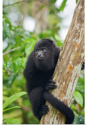 Mexican Black Howler Monkey in tree, Community Baboon Sanctuary, Belize