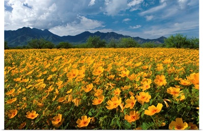 Mexican Golden Poppy flowers, Madera Canyon, Arizona