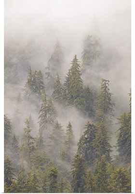 Mist in Tongass National Forest, Juneau, Alaska