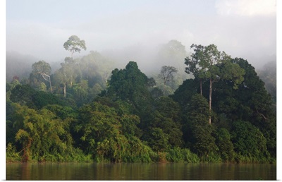 Misty rainforest along the Kinabatangan River, Sabah, Borneo, Malaysia
