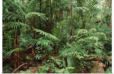 Mixed lowland dipterocarp tropical rainforest, Taman Negara National Park, Malaysia