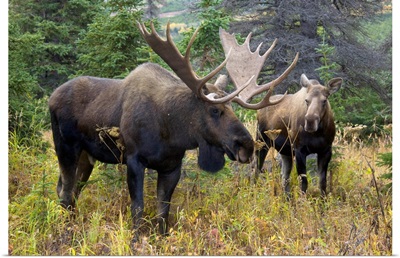 Moose Pair Chugach State Park Alaska