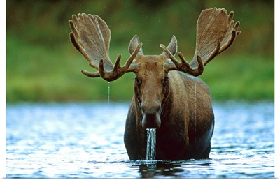 Moose raising its head while feeding on the bottom of a lake, North America