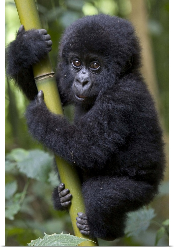 Mountain Gorilla (Gorilla gorilla beringei) 10 month old infant playfully climbing bamboo pole, endangered, Parc National ...