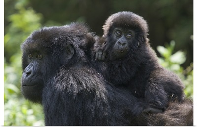 Mountain Gorilla 10 month old infant riding on mother's back, endangered, Rwanda