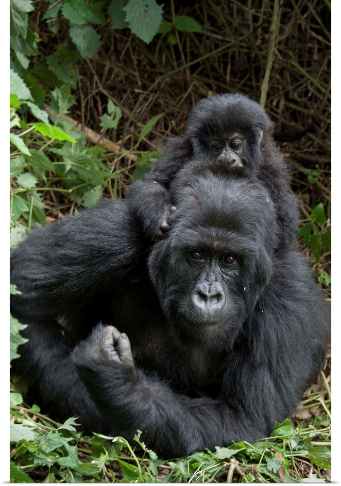 Mountain Gorilla.Gorilla gorilla beringei.Mother and 1.5 year old baby.Parc National des Volcans, Rwanda.*Endangered species