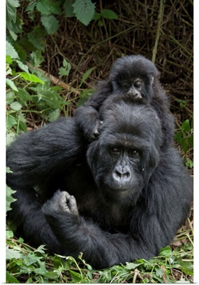 Mountain Gorilla mother and baby, Parc National des Volcans, Rwanda