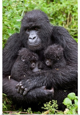 Mountain Gorilla mother holding twin babies, Parc National des Volcans, Rwanda