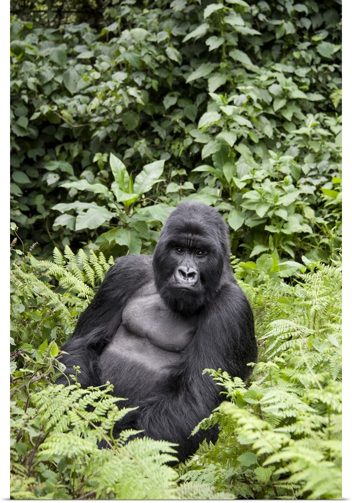 Mountain Gorilla.Gorilla gorilla beringei.Silverback.Parc National des Volcans, Rwanda.*Endangered species