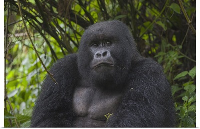 Mountain Gorilla sub-adult male, Parc National des Volcans, Rwanda