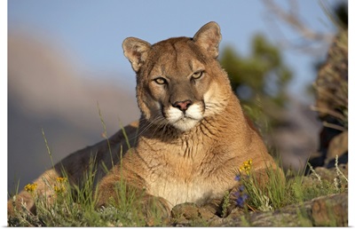 Mountain Lion (Felis concolor) portrait, North America