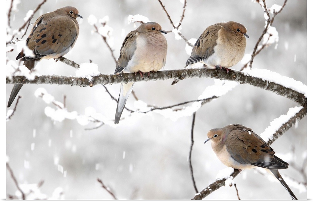 Landscape, large photograph of four mourning doves perched on a snow covered branch as snow falls in the background, in No...