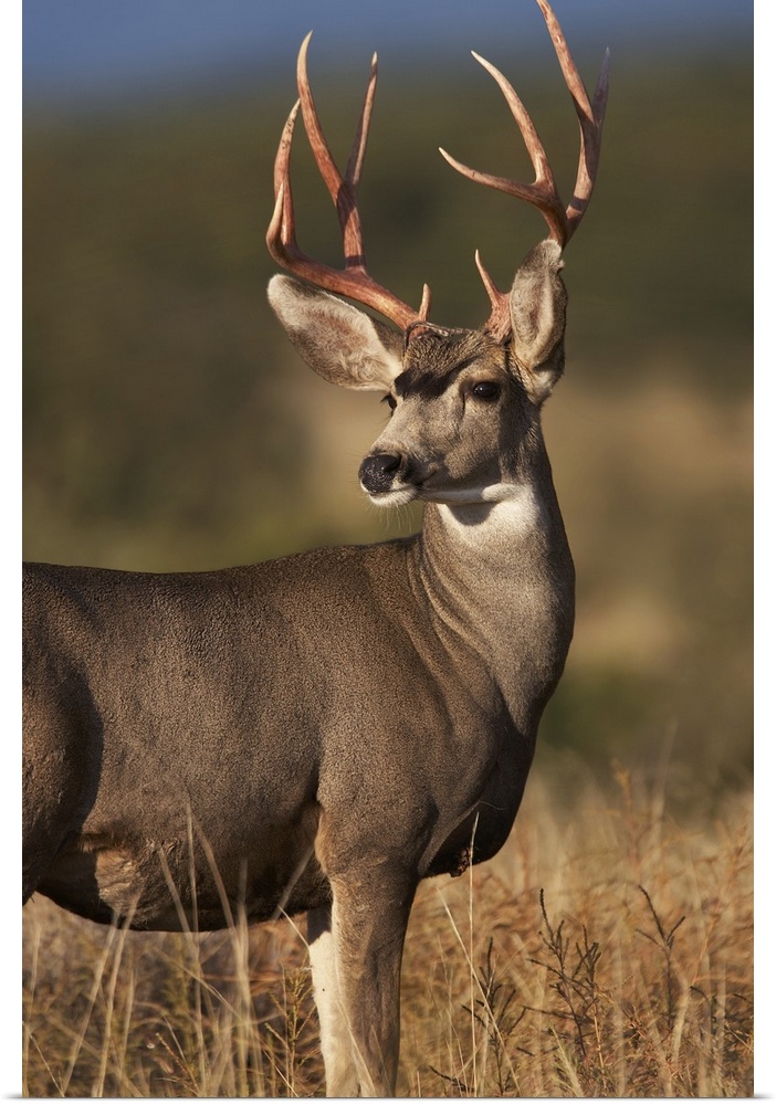 Mule Deer (Odocoileus hemionus) male in dry grass, North America
