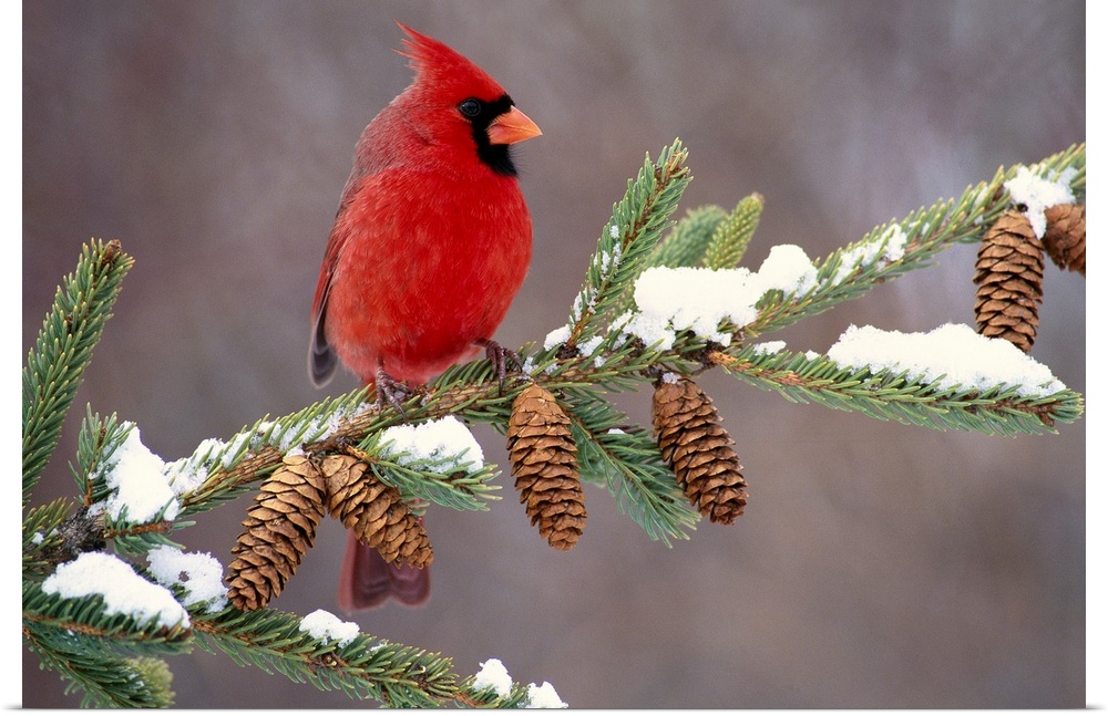 A North American song bird rests on a pine branch covered with snow in his horizontal wall art.