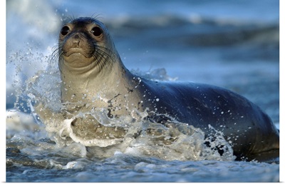 Northern Elephant Seal female in splashing surf, North America