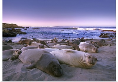 Northern Elephant Seal juveniles laying on the beach, Big Sur, California
