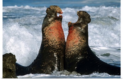 Northern Elephant Seal (Mirounga angustirostris) males fighting, California Coast