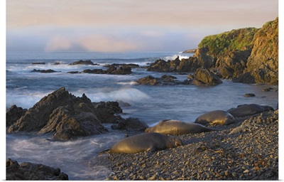 Northern Elephant Seals resting on the beach, Point Piedras Blancas, California