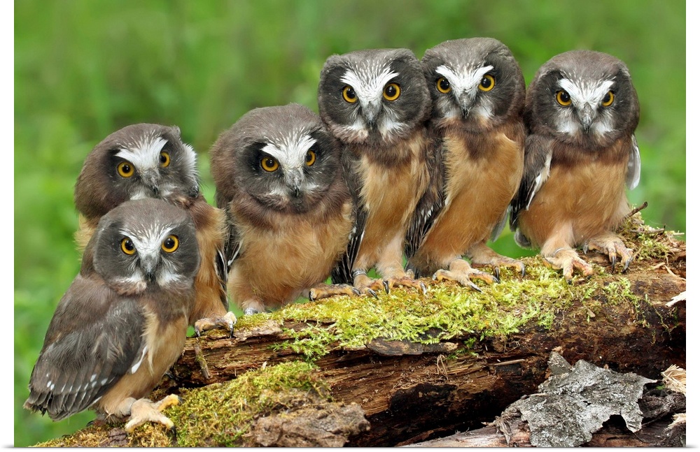 Northern Saw-whet Owl chicks, Saskatchewan, Canada.